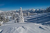 France, Haute Savoie, massive Bauges, above Annecy limit with the Savoie, the Semnoz plateau exceptional belvedere on the Northern Alps, snow covered fir trees and massive Bornes and Mont Blanc