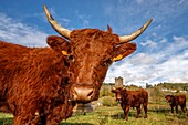 France, Cantal, regional natural park volcanoes of Auvergne, country of Salers, Tournemire, labeled the Most Beautiful Villages of France, herd of Salers cows at the foot of the Castle of Anjony fifteenth century