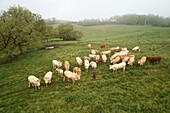 France, Tarn, Montdurausse, Les Viarnels, Damien Blanc, breeder of Limousin cows, aerial view