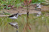 France, Doubs, Green sandpiper (Tringa ochropus), hunting in a pond