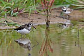 Frankreich, Doubs, Grüner Flussuferläufer (Tringa ochropus), Jagd in einem Teich