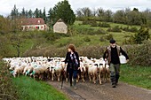 Frankreich, Lot, Rocamadour, Transhumanz der Lämmer von Quercy, Rocamadour Luzech, Ankunft bei den Scheunen von Bonnecoste