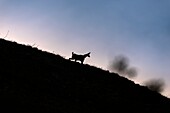 France, Ain, Haut Jura regional parc, Alpine Chamois