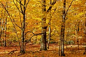 Frankreich, Seine et Marne, Biosphärenreservat Fontainebleau und Gatinais, Wald von Fontainebleau, der von der UNESCO zum Biosphärenreservat erklärt wurde, der Wald im Herbst im Bereich des Table du Roi