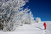 France, Territoire de Belfort, Ballon d'Alsace, summit, snowshoe hike, Sorbus, winter