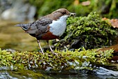 France, Doubs, valley of the Creuse, White throated dipper (Cinclus cinclus) in the brook, adult hunting to feed its young