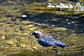 Frankreich, Doubs, Creuse-Tal, Wasseramsel (Cinclus cinclus) im Bach, Erwachsener jagt, um seine Jungen zu füttern