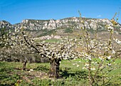 France, Aveyron, Parc Naturel Regional des Grands Causses (Natural Regional Park of Grands Causses)