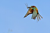 Frankreich, Jura, Unteres Doubs-Tal, Petit Noir, Europäischer Bienenfresser (Merops apiaster), Nistplatz, Flug, Insektenfang, Libelle, Fütterung