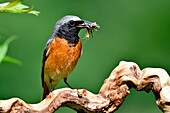 France, Doubs, Common redstart (Phoenicurus phoenicurus), male feeding his young
