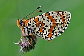 Frankreich, Lozere, Causse Mejean, Schmetterling, Dickmaulrüssler (Melitaea phoebe), Männchen