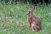 Frankreich, Doubs, Säugetier, Feldhase (Lepus europaeus) auf einer Wiese