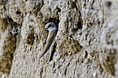 France, Doubs, Allenjoie, river, shore swallow (Riparia riparia) nesting in a bank of Allan, feeding