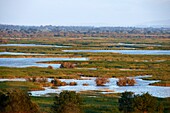 France, Hérault, Vendres ponds, protected natural site