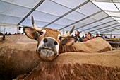 Frankreich, Aveyron, Laguiole, Osterrindfleischfestival, Genisse-Blume von Aubrac, Aufstellen der Tiere vor dem Wettbewerb