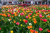 France, Hauts de Seine, Puteaux, Simone Veil square, tulips