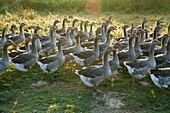 France, Gers, Montesquiou, Ferme des Grisettes, goose breeding