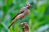 Frankreich, Doubs, Gartenrotschwanz (Phoenicurus phoenicurus), Weibchen, füttert ihre Jungen