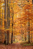 France, Seine et Marne, Fontainebleau and Gatinais Biosphere Reserve, Fontainebleau forest listed as Biosphere Reserve by UNESCO, the forest in autumn in the Table du Roi area