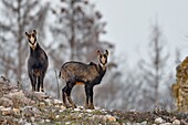 France, Doubs, chamois (Rupicapra rupicapra) in autumn, rutting males living in an old working quarry