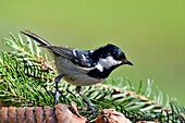 France, Doubs, Black Tit (Parus ater)