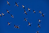 France, Bouches du Rhone, Camargue Regional Nature Park, Saintes Maries de la Mer, flight of flamingos