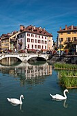 France, Haute Savoie, Annecy, couple of swans in the Thiou canal under the Perriere bridge
