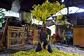 Frankreich, Insel Mayotte (französisches Überseedepartement), Grande Terre, Ouangani, Aromaore, Destillation von ätherischem Öl auf der Basis von Ylang-Ylang-Blütenblättern (Cananga odorata) in einem handwerklichen Destillierkolben