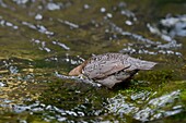 Frankreich, Doubs, Creuse-Tal, Wasseramsel (Cinclus cinclus) im Bach, Altvogel jagt, um seine Jungen zu füttern