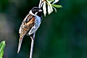 Frankreich, Doubs, Rohrammer (Emberiza schoeniclus), Männchen, singend