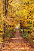 Frankreich, Seine et Marne, Biosphärenreservat Fontainebleau und Gatinais, der Wald von Fontainebleau wurde von der UNESCO zum Biosphärenreservat erklärt, der Wald im Herbst im Bereich des Table du Roi