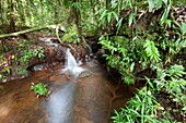 Frankreich, Französisch-Guayana, in der Nähe von Cacao, kleiner Wasserfall im Wald