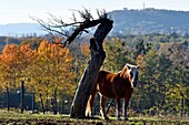 France, Doubs, horse Comtois in the meadow