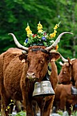 France, Territoire de Belfort, Vosges, Ballon d'Alsace, spring transhumance festival of Salers cows