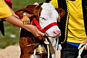 France, Doubs, Les Ecorces, agricultural show, calf on display