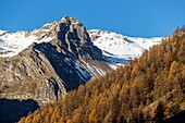 Frankreich, Hautes Alpes, Écrins-Nationalpark, Champsaur-Tal, Orcieres Merlette, Prapic, Lärchenwald und der Gipfel des Roche Rousse (2734m)