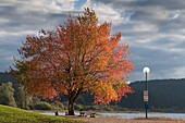 France, Doubs, Labergement Sainte Marie, the lake of Remoray and blazing tree in autumn