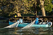 Frankreich, Haute Savoie, Evian les Bains, ein Berufsfischer in einem Boot, nimmt die Netze von feras in der Nähe des Ufers des Leman-Sees