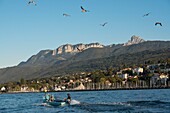 France, Haute Savoie, Evian les Bains, a professional fisherman in a boat, takes the nets of feras close to the shore of Lake Leman, return to the port and tooth of Oche