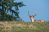 Frankreich, Cote d'Or, Sainte Sabine, Damhirsch