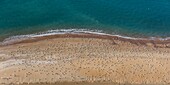 France, Vendee, La Faute sur Mer, seagulls on the beach (aerial view)