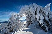 Frankreich, Haute Savoie, massive Bauges, oberhalb von Annecy Grenze zur Savoie, das Semnoz Plateau außergewöhnlicher Aussichtspunkt auf die Nordalpen, Tannen mit Schnee beladen