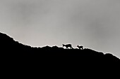 France, Ain, Haut Jura regional parc, Alpine Chamois