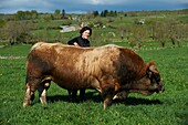Frankreich, Aveyron, Laguiole, Celine Batut, Züchterin der Aubrac-Kuh, Aubrac-Stier