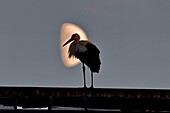 France, Doubs, Audincourt, White stork (Ciconia ciconia), stopping for the night on buildings of the city, against day on a background of the moon