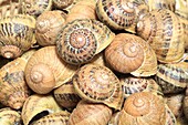 Frankreich, Saone et Loire, Briant, Bauernhof L'Escargot Brionnais, große graue Schnecken (Helix aspersa maxima)