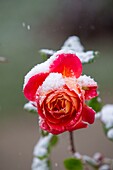 France, Hauts de Seine, Puteaux, Puteaux Island, Rose Garden, Puteaux Rose with snow