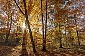 Frankreich, Seine et Marne, Biosphärenreservat Fontainebleau und Gatinais, der Wald von Fontainebleau, der von der UNESCO zum Biosphärenreservat erklärt wurde, der Wald im Herbst in der Gegend von Rocher Canon