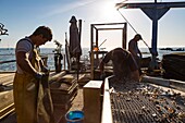 France, Gironde, Bassin d'Arcachon, Cap-Ferret, oyster farming, oyster farmer in the village of l'Herbe, calibration of oysters