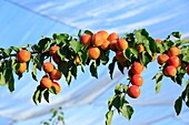 France, Drome, Chanos Curson, apricot harvest, protection nets